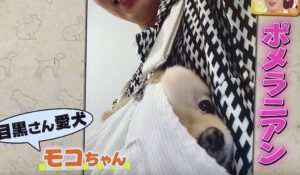 目黒蓮の愛犬